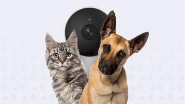 Камери відеоспостереження для домашніх тварин