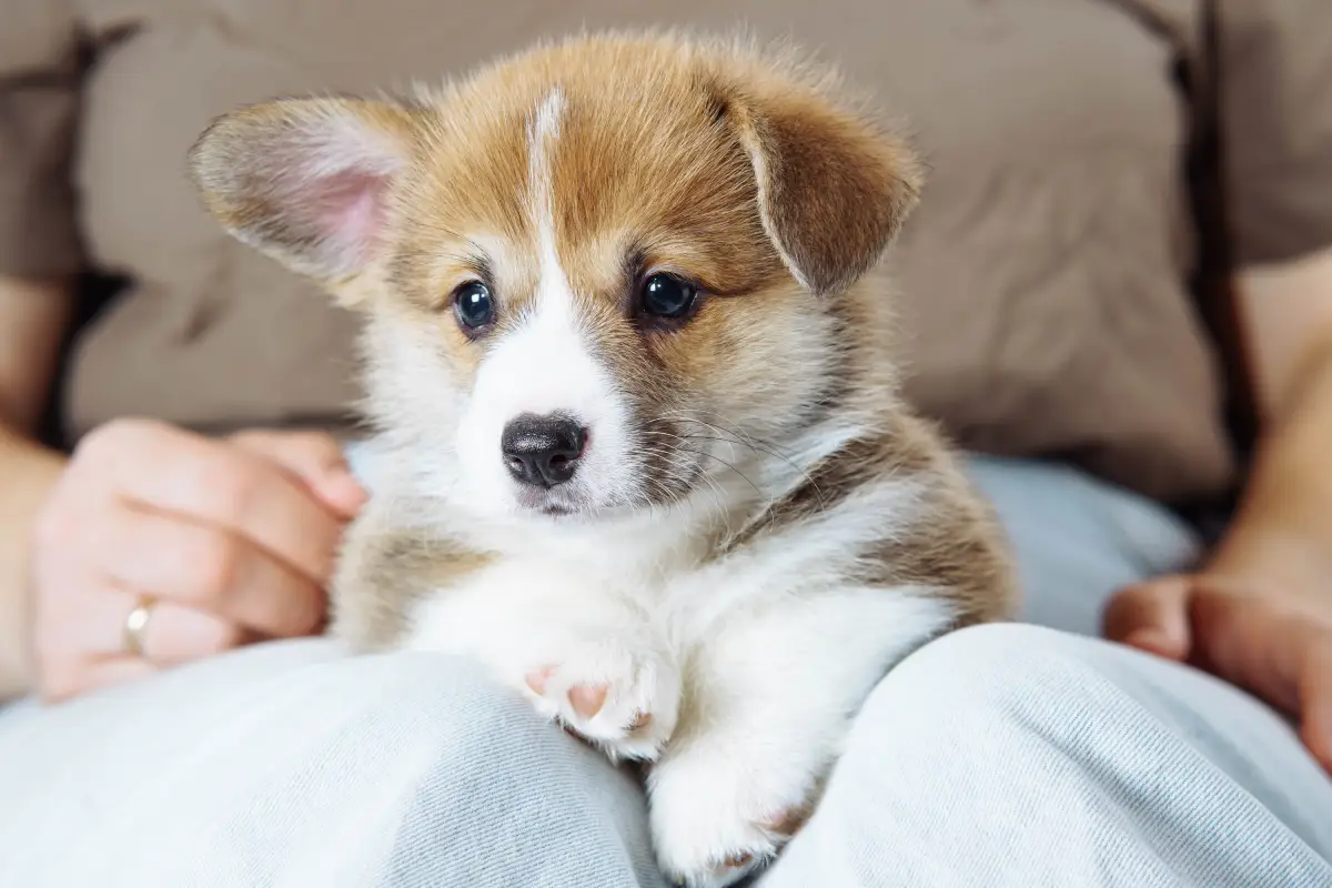 puppy-1.webp (55 KB)