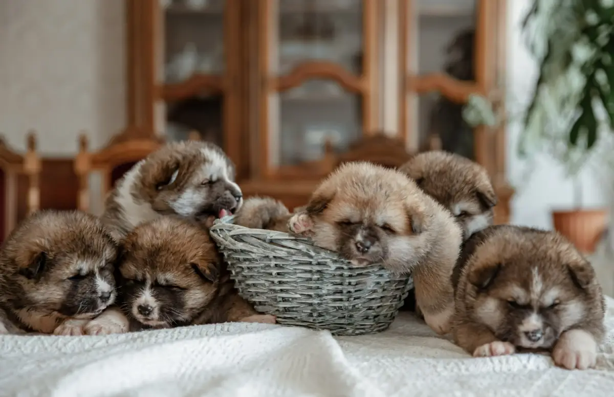 puppy-2.webp (49 KB)